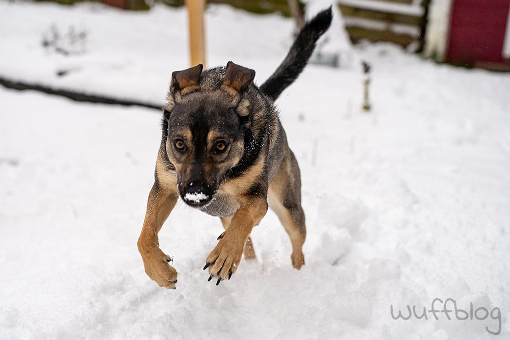 Hund im Schnee - Bonnie im Januar 2024