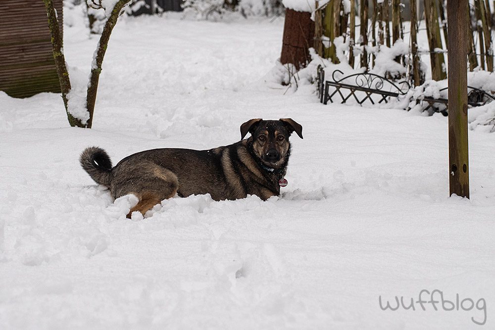 Hund im Schnee - Bonnie im Januar 2024