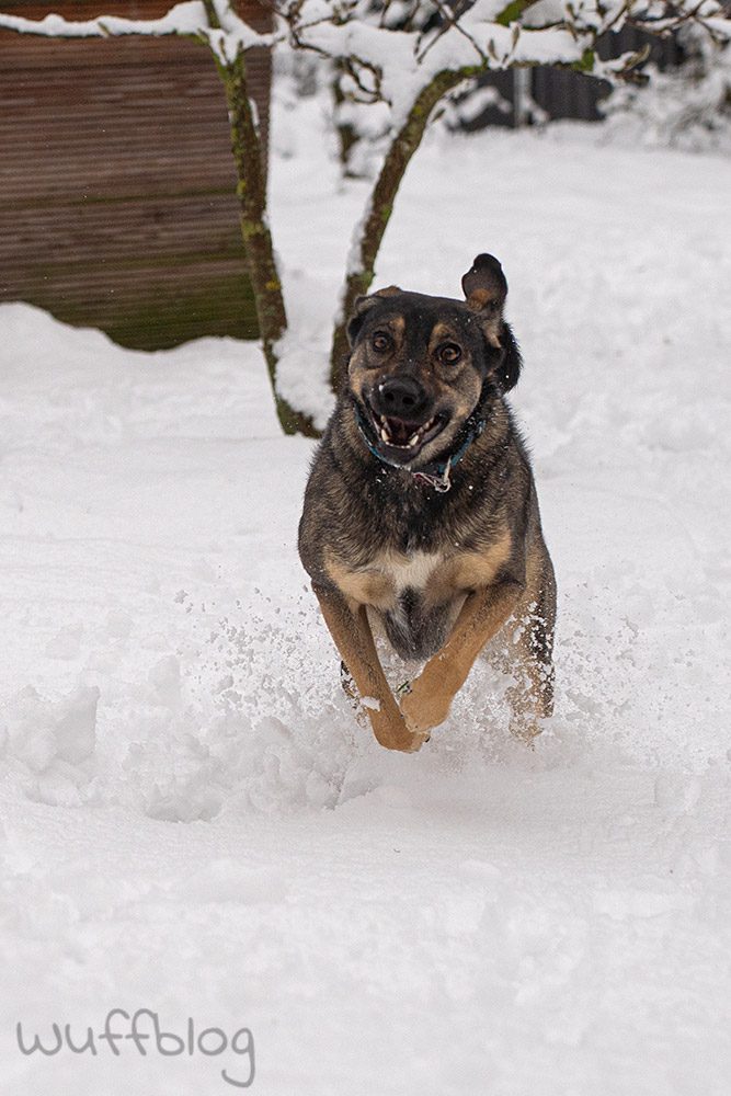 Hund im Schnee - Bonnie im Januar 2024