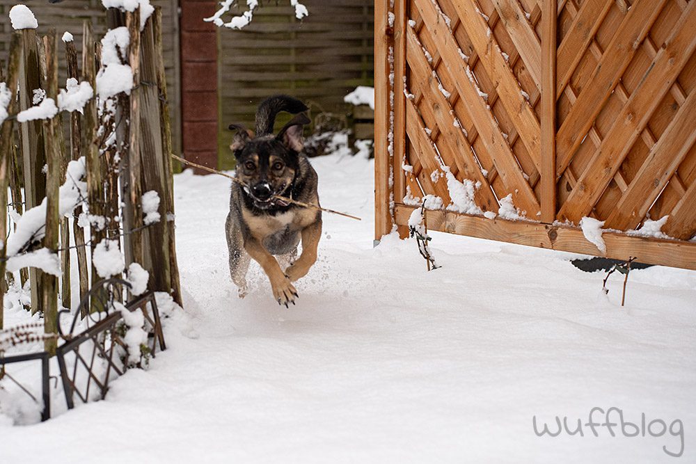 Hund im Schnee - Bonnie im Januar 2024