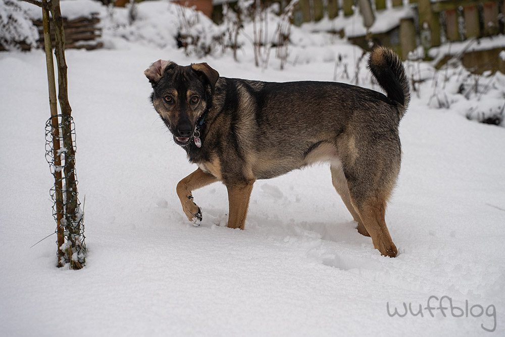 Hund im Schnee - Bonnie im Januar 2024